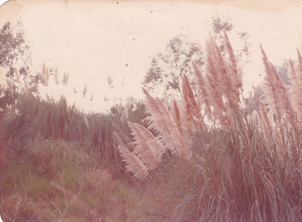 A vintage photograph featuring tall pampas grass swaying in a soft, blurred background of greenery and trees under a pale sky.