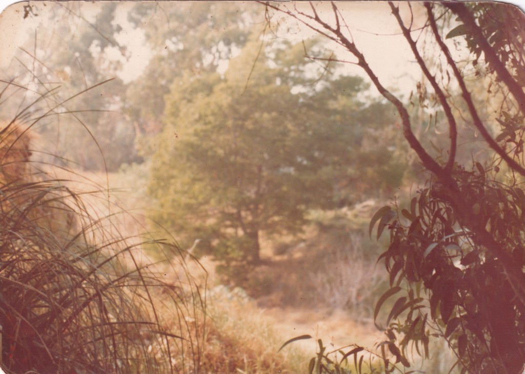 A serene landscape view featuring lush greenery, trees, and soft sunlight filtering through the foliage.