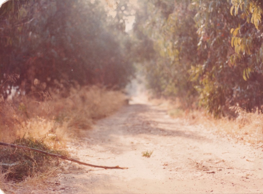 A sunlit dirt path surrounded by greenery and tall grasses, leading through a serene landscape.
