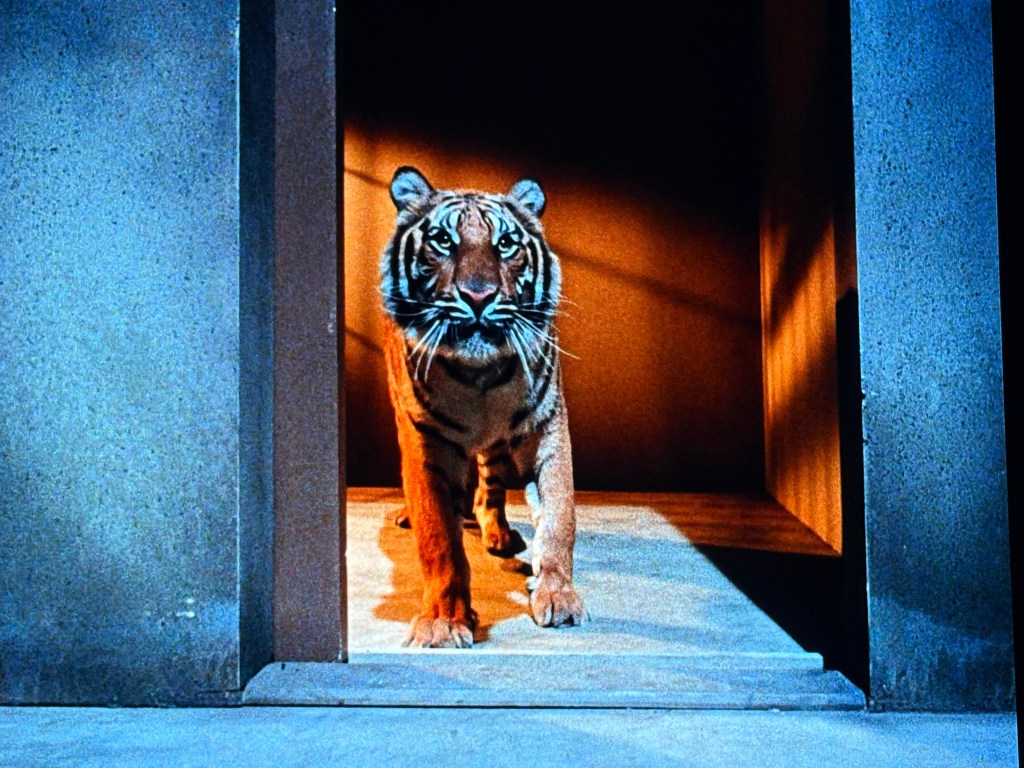 A tiger walking out of a dimly lit doorway, showcasing its distinctive fur and piercing eyes.