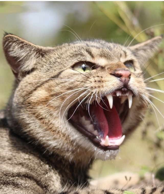 Close-up of a striped cat with its mouth wide open, showcasing sharp teeth and an expressive face.