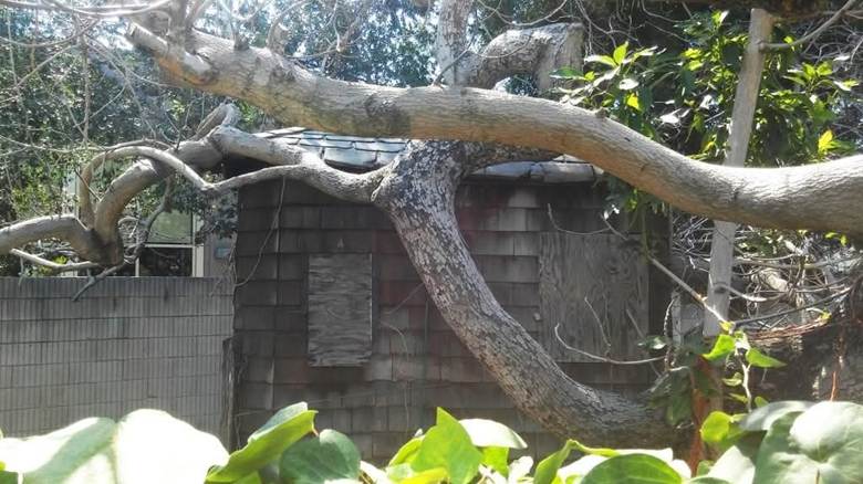 A small, weathered wooden shed partially obscured by tree branches and greenery.