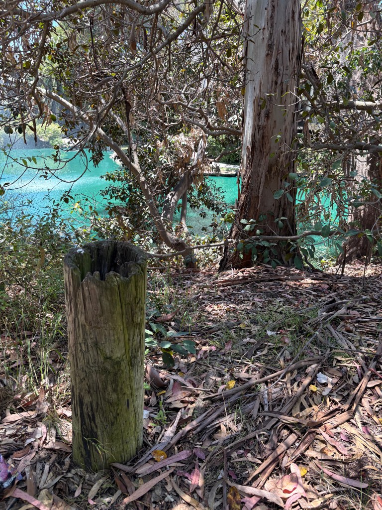 A weathered wooden post surrounded by dry leaves and underbrush, with trees and a body of water in the background.