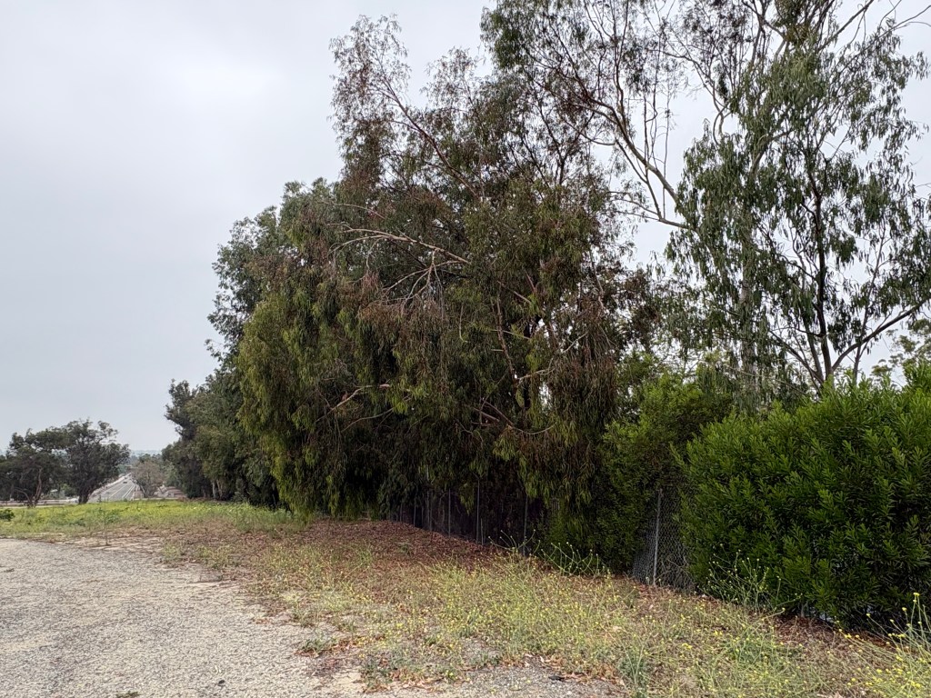 A view of tall trees and shrubs along a gravel area, with a cloudy sky in the background.