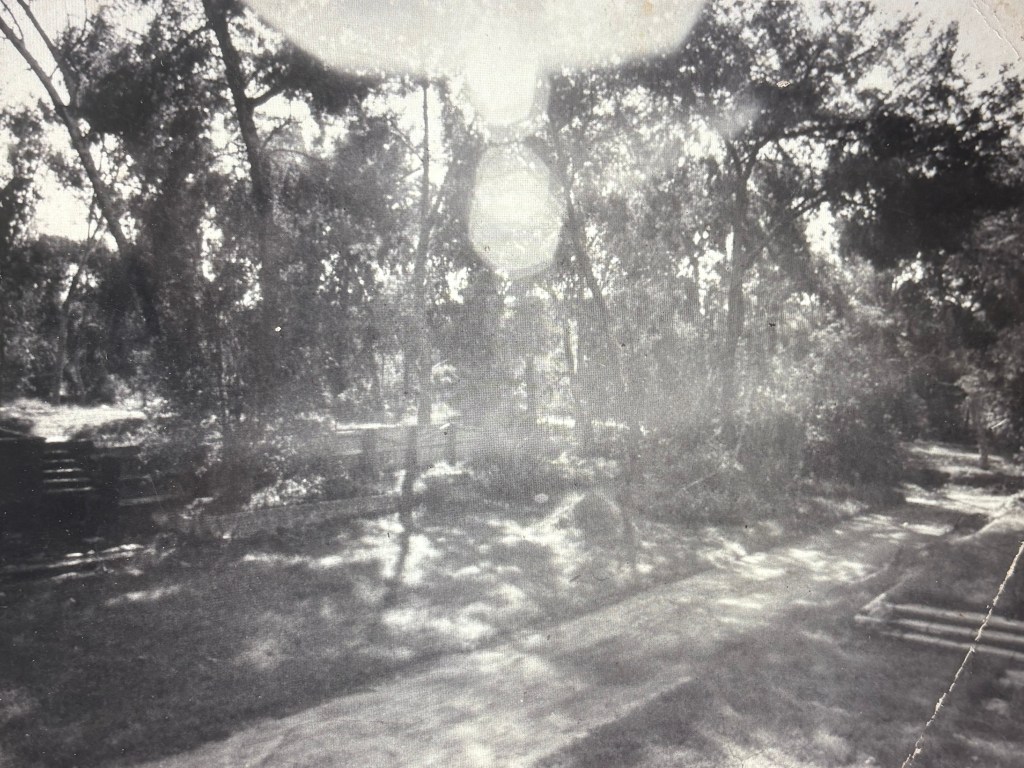 A black and white image of a wooded area with trees casting shadows on the ground and a footpath visible.