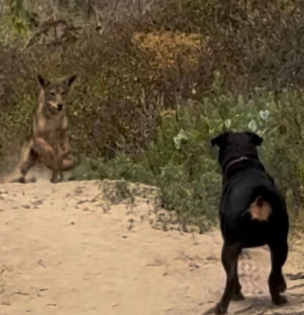 A Rottweiler facing a coyote on a sandy path surrounded by vegetation.