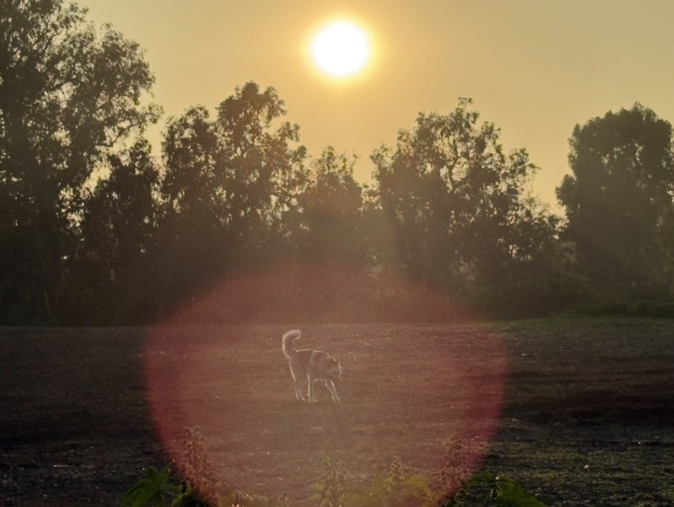 A silhouette of a dog walking in a field at sunset, with the sun rising behind trees in the background.