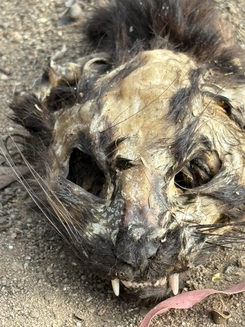 Close-up of a decayed animal skull resembling a lion, showing hollow eye sockets and exposed teeth, lying on dirt ground.