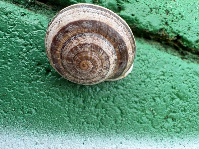 A close-up of a spiral shell resting on a green surface, featuring a smooth and patterned exterior.