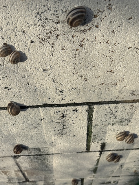 A close-up view of several striped snails climbing on a textured white wall, with some green algae visible.