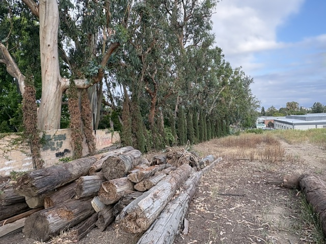 A row of tall eucalyptus trees lining a field with a pile of cut logs in the foreground.