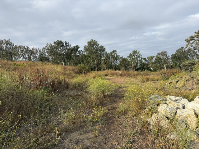 A scenic view of a grassy field with wildflowers, surrounded by trees under a cloudy sky.