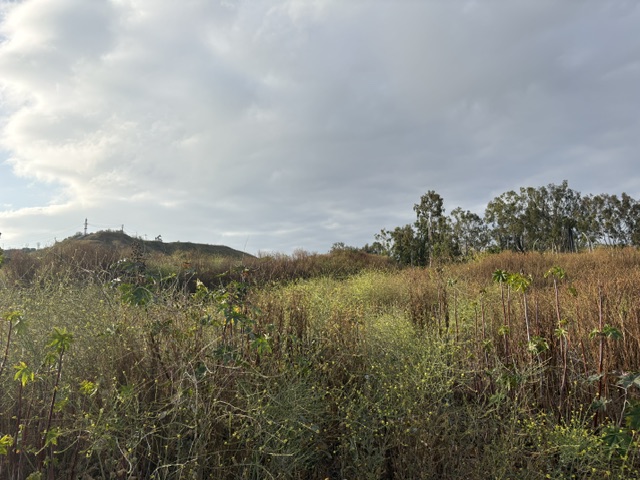 A scenic view of a grassy area with tall, wild vegetation under a cloudy sky, featuring distant hills and scattered trees.