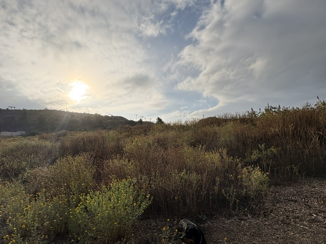 A serene landscape featuring tall grasses and wildflowers under a partly cloudy sky with a setting sun.