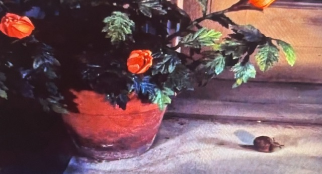 A potted plant with vibrant orange flowers and green leaves, sitting next to a snail on a stone surface.