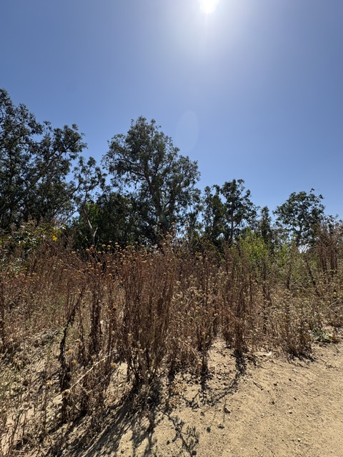 A dry landscape featuring wilted plants and sparse foliage under a clear blue sky, with sunlight shining brightly from above.