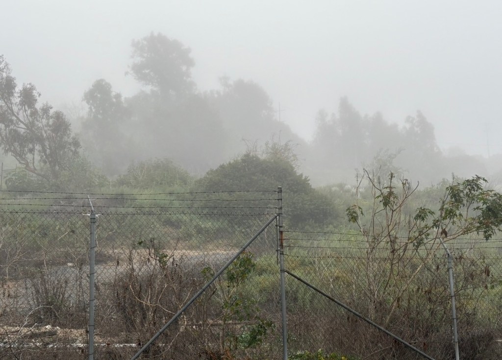 A foggy landscape with trees and shrubs partially obscured in mist, viewed through a chain-link fence.