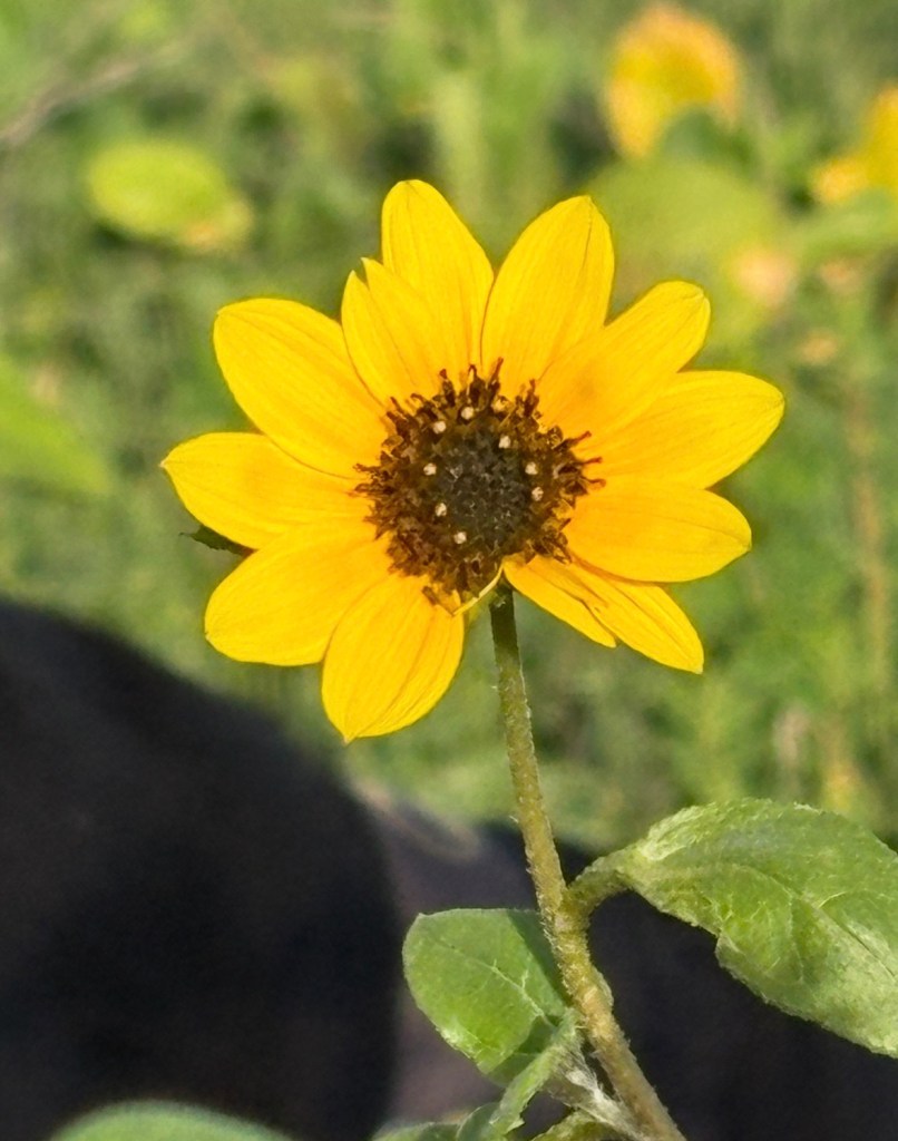 A bright yellow flower with petals surrounding a dark center, growing on a green stem with leaves in a natural setting.