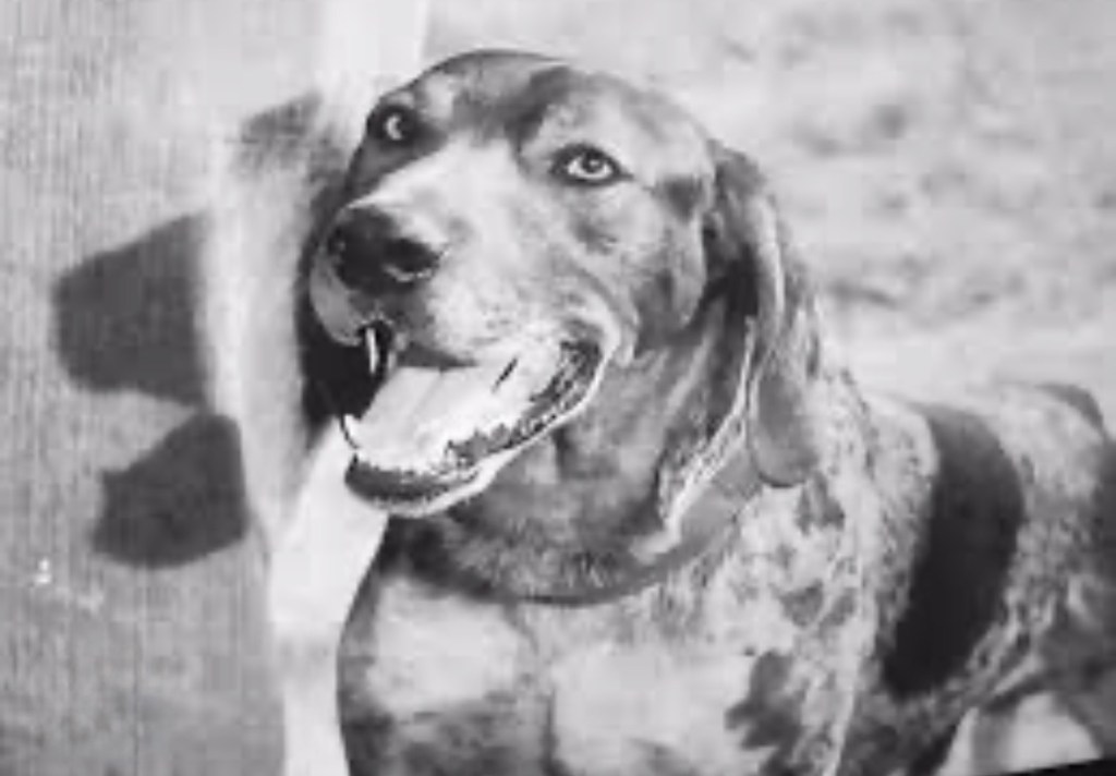 A close-up of a smiling dog with a speckled coat and bright eyes, standing beside a wooden surface.