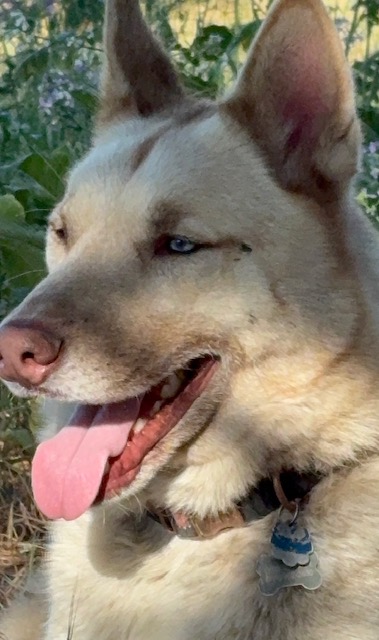 Close-up of a light-colored dog with blue eyes and a relaxed expression, panting with its tongue out against a natural background.