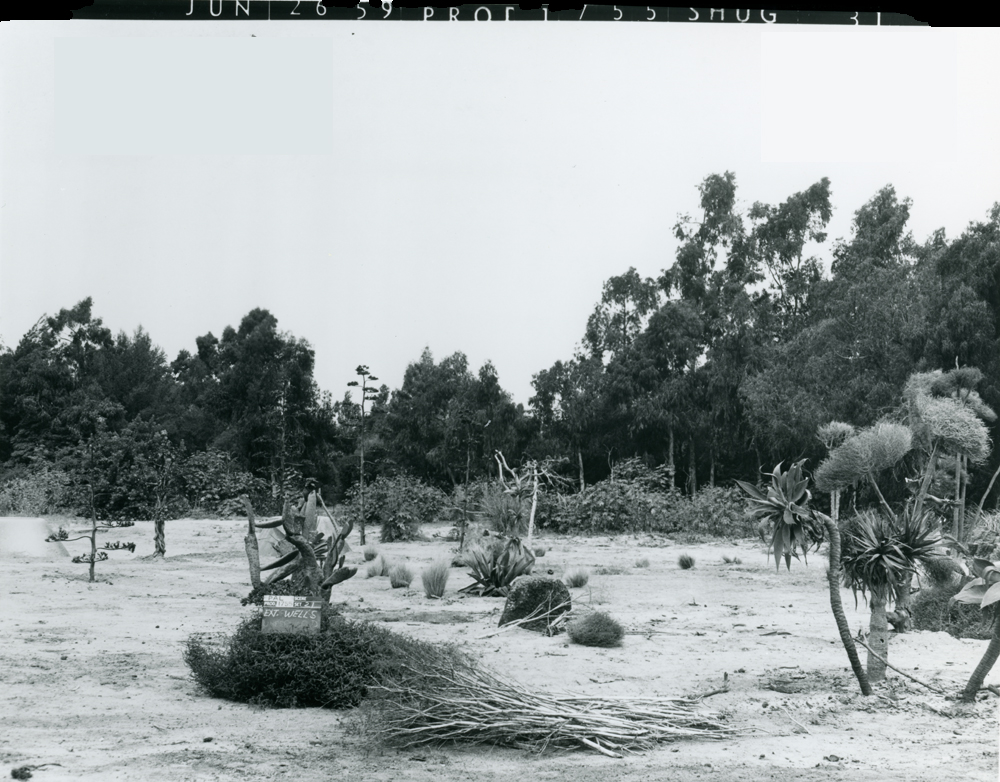 Black and white photograph of a barren landscape with sparse vegetation, including various plants and tree stumps, with a sign labeled 'Exit Wells' prominently featured.