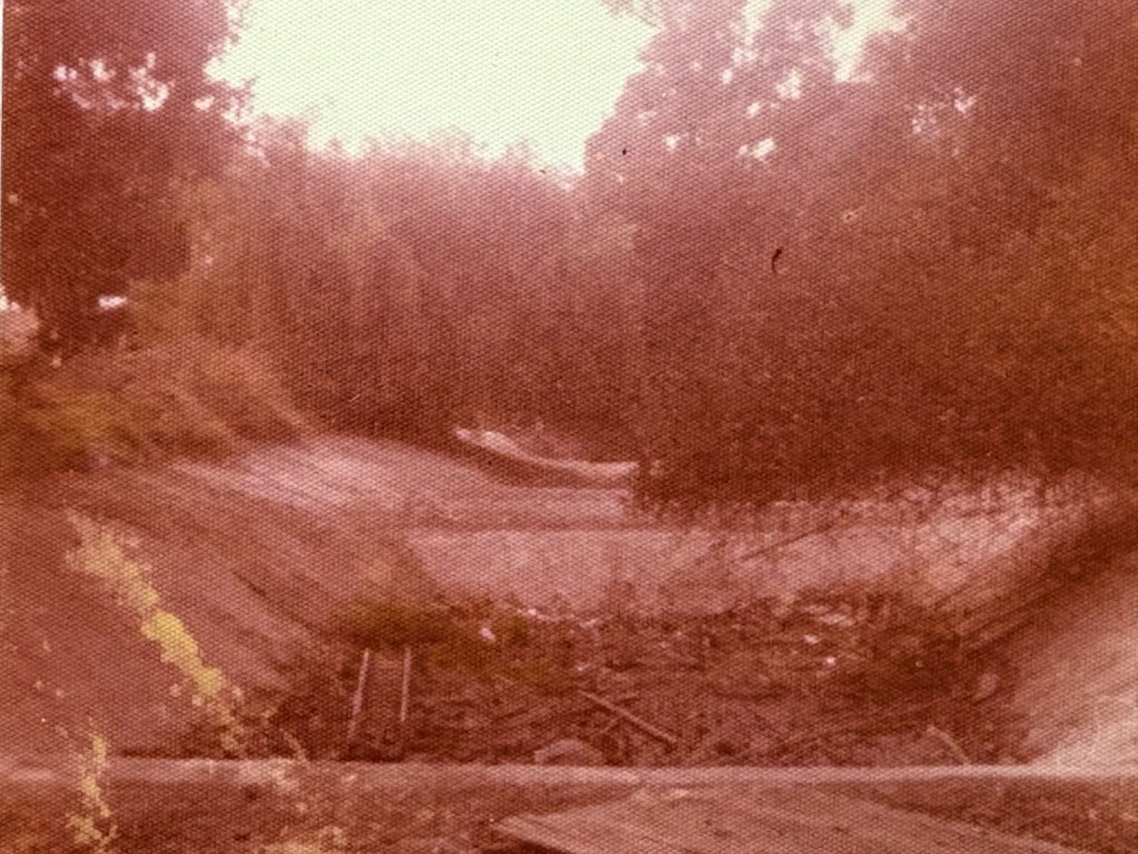 Overgrown drainage ditch surrounded by trees and vegetation, with debris in the foreground.
