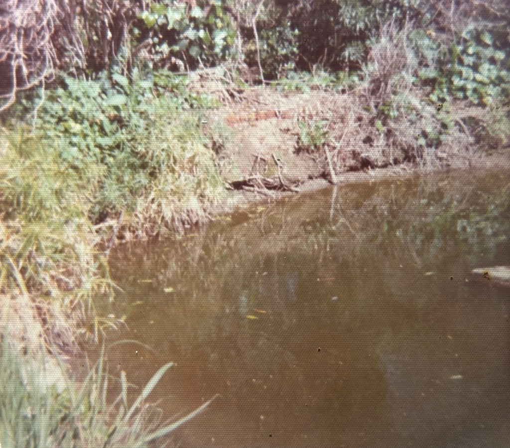 A calm water body surrounded by lush greenery and vegetation along the shore.