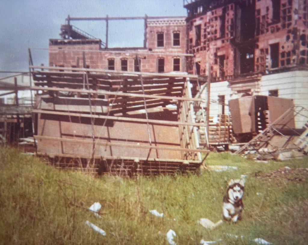 A dog sitting in a grassy area in front of a derelict building site with scattered debris and construction materials.